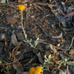 Chrysocephalum apiculatum (Common Everlasting) at QPRC LGA - 28 Nov 2015 by Talie