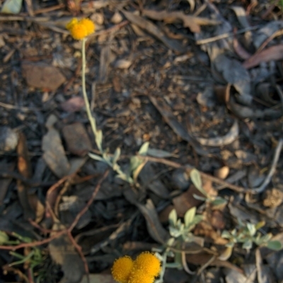 Chrysocephalum apiculatum (Common Everlasting) at QPRC LGA - 28 Nov 2015 by Talie