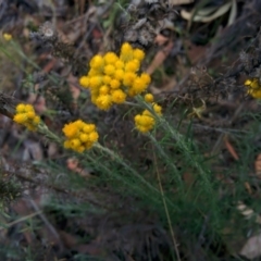 Chrysocephalum semipapposum (Clustered Everlasting) at QPRC LGA - 28 Nov 2015 by Talie