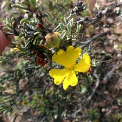 Hibbertia obtusifolia (Grey Guinea-flower) at QPRC LGA - 28 Nov 2015 by Talie