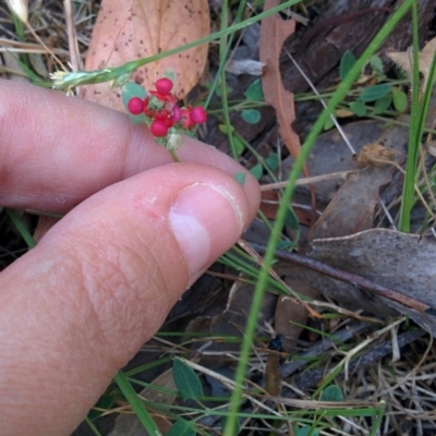 Einadia nutans (Climbing Saltbush) at QPRC LGA - 28 Nov 2015 by Talie