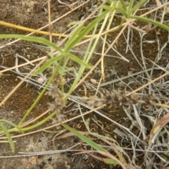 Cullen tenax (Tough Scurf-Pea) at Mawson Ponds - 2 Jan 2016 by MichaelMulvaney