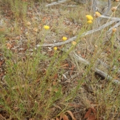 Rutidosis leptorhynchoides (Button Wrinklewort) at Red Hill Nature Reserve - 2 Jan 2016 by MichaelMulvaney