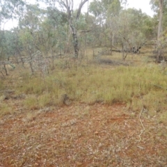 Rutidosis leptorhynchoides at Red Hill, ACT - 3 Jan 2016 08:28 AM