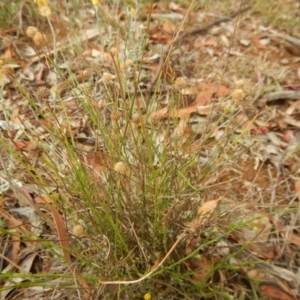 Calotis lappulacea at Red Hill, ACT - 3 Jan 2016