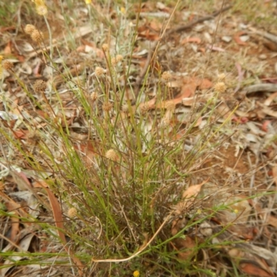 Calotis lappulacea (Yellow Burr Daisy) at Red Hill Nature Reserve - 2 Jan 2016 by MichaelMulvaney