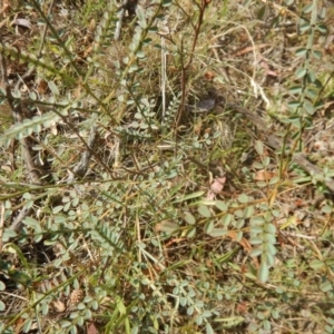 Indigofera adesmiifolia at Red Hill, ACT - 3 Jan 2016