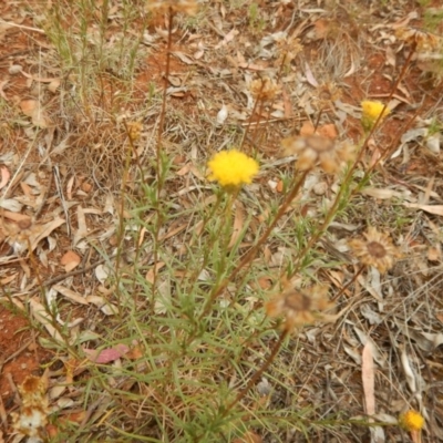 Rutidosis leptorhynchoides (Button Wrinklewort) at Red Hill, ACT - 3 Jan 2016 by MichaelMulvaney