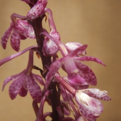 Dipodium punctatum (Blotched Hyacinth Orchid) at Red Hill Nature Reserve - 3 Jan 2016 by MichaelMulvaney