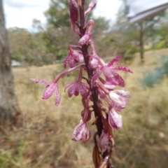 Dipodium punctatum at Deakin, ACT - suppressed