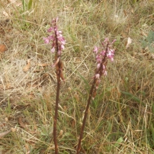 Dipodium punctatum at Deakin, ACT - 3 Jan 2016