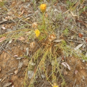 Rutidosis leptorhynchoides at Deakin, ACT - 3 Jan 2016