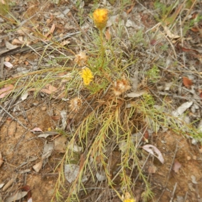 Rutidosis leptorhynchoides (Button Wrinklewort) at Red Hill Nature Reserve - 3 Jan 2016 by MichaelMulvaney