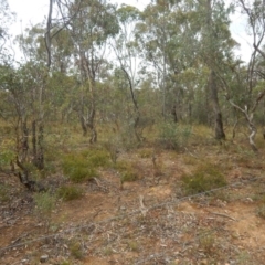 Rutidosis leptorhynchoides at Deakin, ACT - 3 Jan 2016