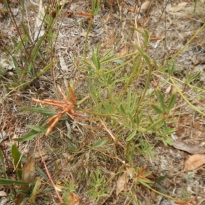 Lotus australis at Deakin, ACT - 3 Jan 2016