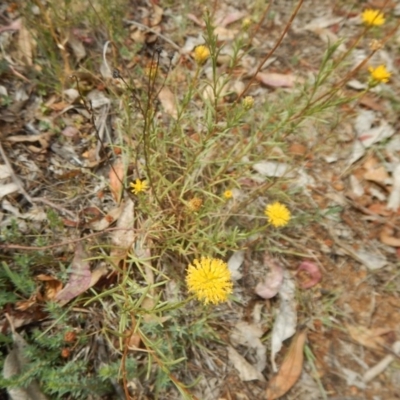 Rutidosis leptorhynchoides (Button Wrinklewort) at Red Hill Nature Reserve - 3 Jan 2016 by MichaelMulvaney