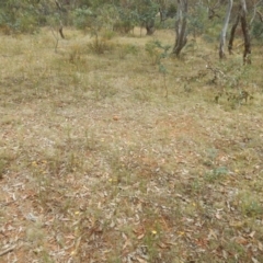 Rutidosis leptorhynchoides at Deakin, ACT - 3 Jan 2016