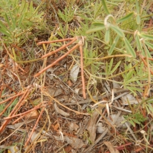 Lotus australis at Deakin, ACT - 3 Jan 2016