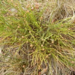 Calotis lappulacea at Deakin, ACT - 3 Jan 2016 11:48 AM