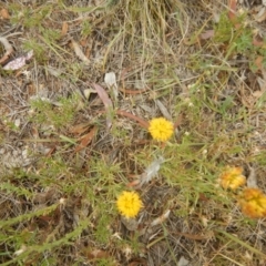 Rutidosis leptorhynchoides (Button Wrinklewort) at Red Hill Nature Reserve - 3 Jan 2016 by MichaelMulvaney