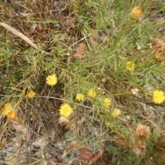 Rutidosis leptorhynchoides (Button Wrinklewort) at Red Hill Nature Reserve - 3 Jan 2016 by MichaelMulvaney