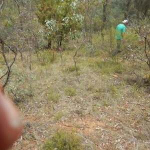 Rutidosis leptorhynchoides at Deakin, ACT - 3 Jan 2016