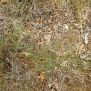 Indigofera adesmiifolia at Deakin, ACT - 3 Jan 2016
