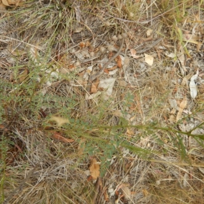 Indigofera adesmiifolia (Tick Indigo) at Red Hill Nature Reserve - 3 Jan 2016 by MichaelMulvaney