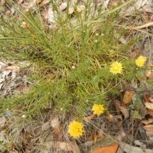 Rutidosis leptorhynchoides at Deakin, ACT - 3 Jan 2016