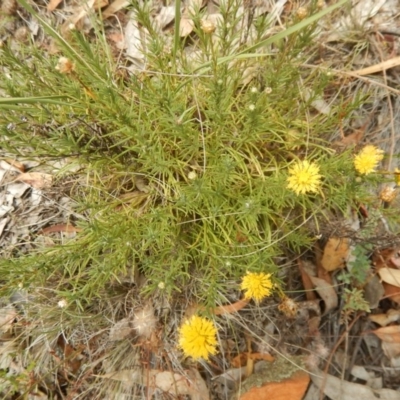 Rutidosis leptorhynchoides (Button Wrinklewort) at Red Hill Nature Reserve - 3 Jan 2016 by MichaelMulvaney