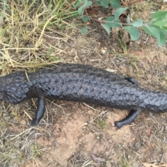 Tiliqua rugosa (Shingleback Lizard) at Mount Majura - 3 Jan 2016 by AaronClausen