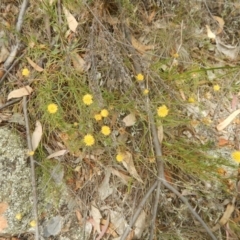 Rutidosis leptorhynchoides (Button Wrinklewort) at Red Hill Nature Reserve - 3 Jan 2016 by MichaelMulvaney