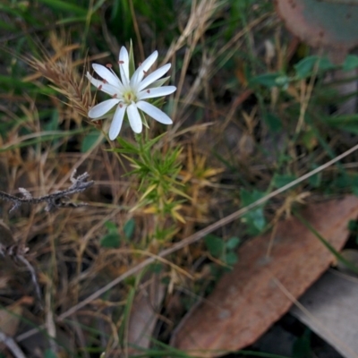 Stellaria pungens (Prickly Starwort) at QPRC LGA - 28 Nov 2015 by Talie