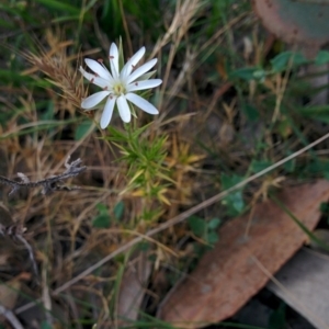 Stellaria pungens at Sutton, NSW - 28 Nov 2015