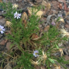 Vittadinia muelleri (Narrow-leafed New Holland Daisy) at Sutton, NSW - 3 Jan 2016 by Talie