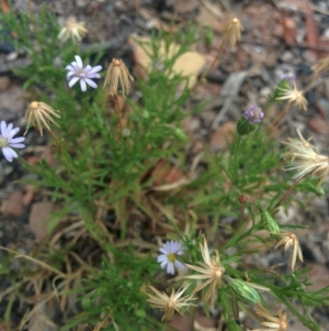 Vittadinia muelleri at Sutton, NSW - 3 Jan 2016