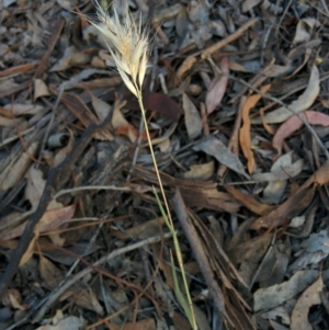 Rytidosperma sp. at Sutton, NSW - 28 Nov 2015
