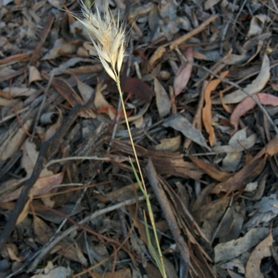 Rytidosperma sp. (Wallaby Grass) at QPRC LGA - 28 Nov 2015 by Talie