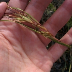 Themeda triandra (Kangaroo Grass) at Sutton, NSW - 28 Nov 2015 by Talie