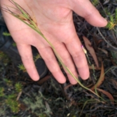 Themeda triandra at Sutton, NSW - 29 Nov 2015 08:09 AM