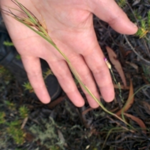 Themeda triandra at Sutton, NSW - 29 Nov 2015