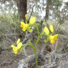 Diuris aequalis (Buttercup Doubletail) at Currawang, NSW - 27 Oct 2010 by JanetRussell