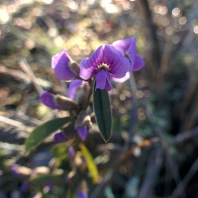 Hovea heterophylla (Common Hovea) at Sutton, NSW - 13 Aug 2015 by Talie