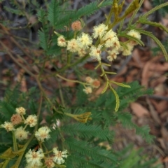 Acacia parramattensis (Parramatta Green Wattle) at QPRC LGA - 2 Jan 2016 by Talie