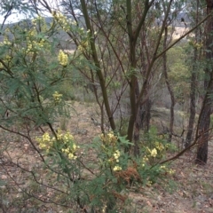 Acacia parramattensis at Sutton, NSW - 3 Jan 2016
