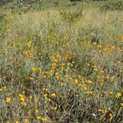 Chrysocephalum apiculatum (Common Everlasting) at Tuggeranong Hill - 23 Nov 2015 by michaelb