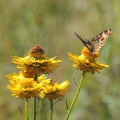 Junonia villida (Meadow Argus) at Tuggeranong Hill - 23 Nov 2015 by michaelb