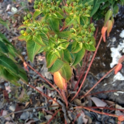 Euphorbia lathyris (Caper Spurge) at QPRC LGA - 28 Nov 2015 by Talie
