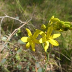 Bulbine bulbosa at Mount Fairy, NSW - 25 Oct 2015 by JanetRussell