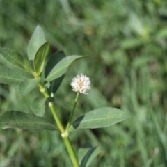 Alternanthera philoxeroides (Alligator Weed) at Monash, ACT - 27 Feb 2016 by michaelb